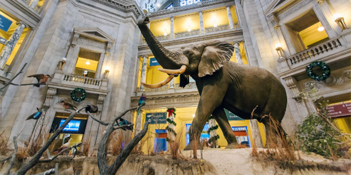 A picture of an elephant inside a natural history museum