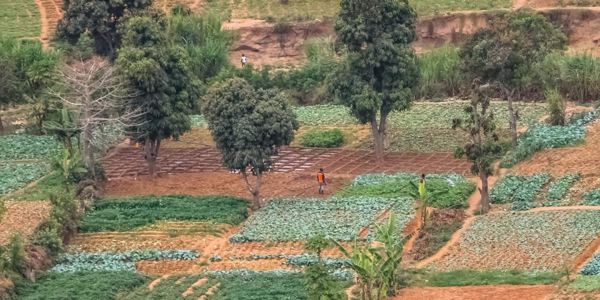 A farmer tends crops in Uganda, an area where bias in AI algorithms monitoring global crop health might misinterpret data due to a lack of knowledge of local growing methods. Photo by Nuno Almeida, Dreamstime.com