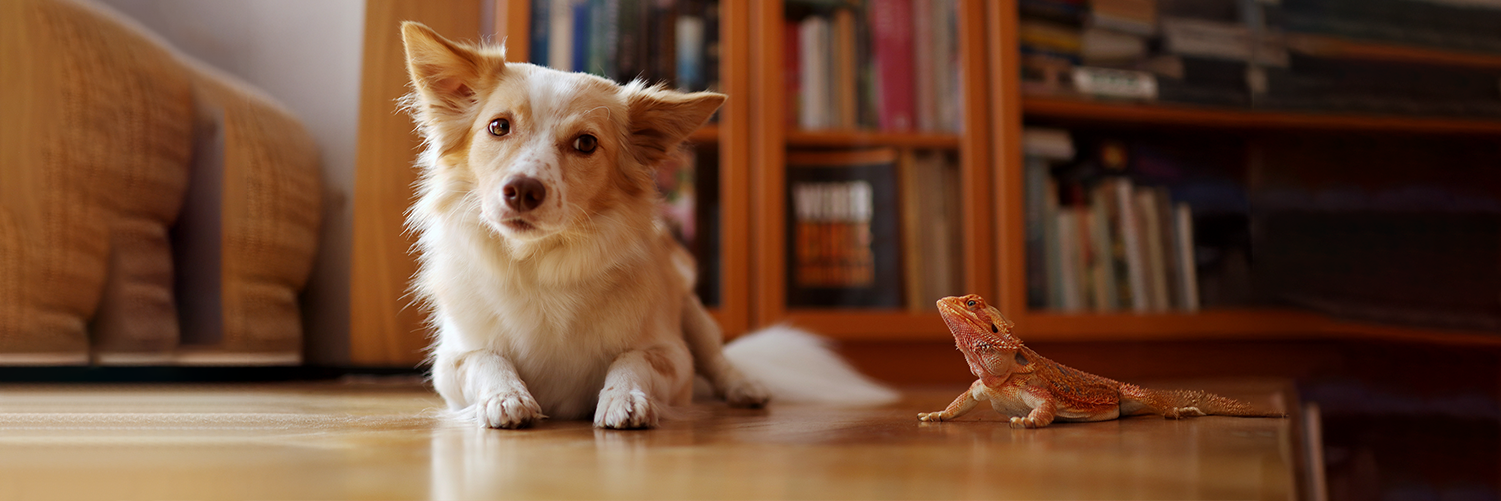 A small, fluffy white and tan dog lies on a wooden floor, looking forward, with a small orange bearded dragon lizard sitting nearby. A bookshelf filled with books is visible in the background.