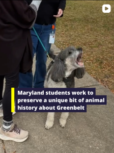 A small, gray and white dog on a leash, barking enthusiastically while standing on a sidewalk with two people. A title overlay reads: "Maryland students work to preserve a unique bit of animal history about Greenbelt."