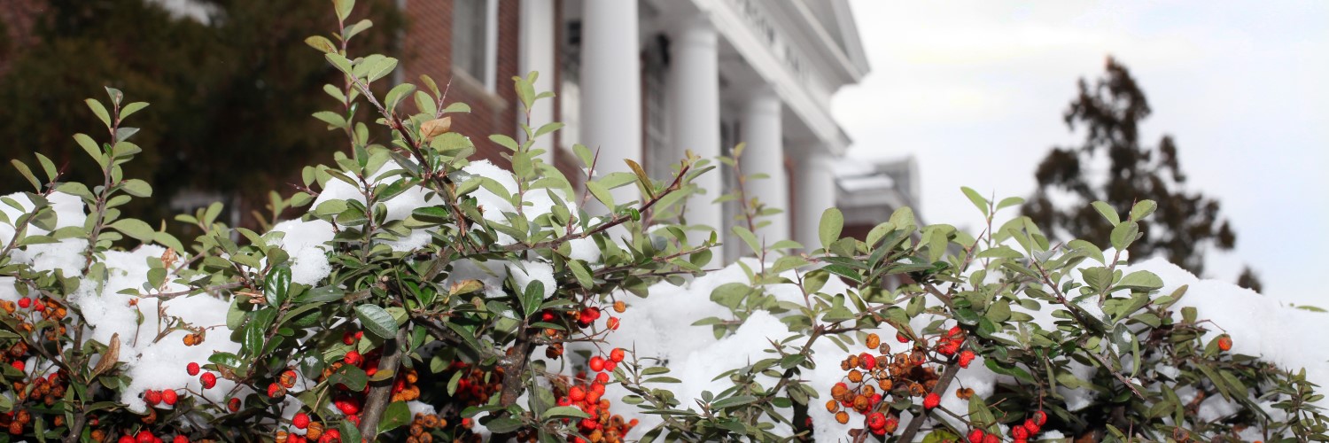 Scenic winter photo of the UMD Campus with snow and holly bushes