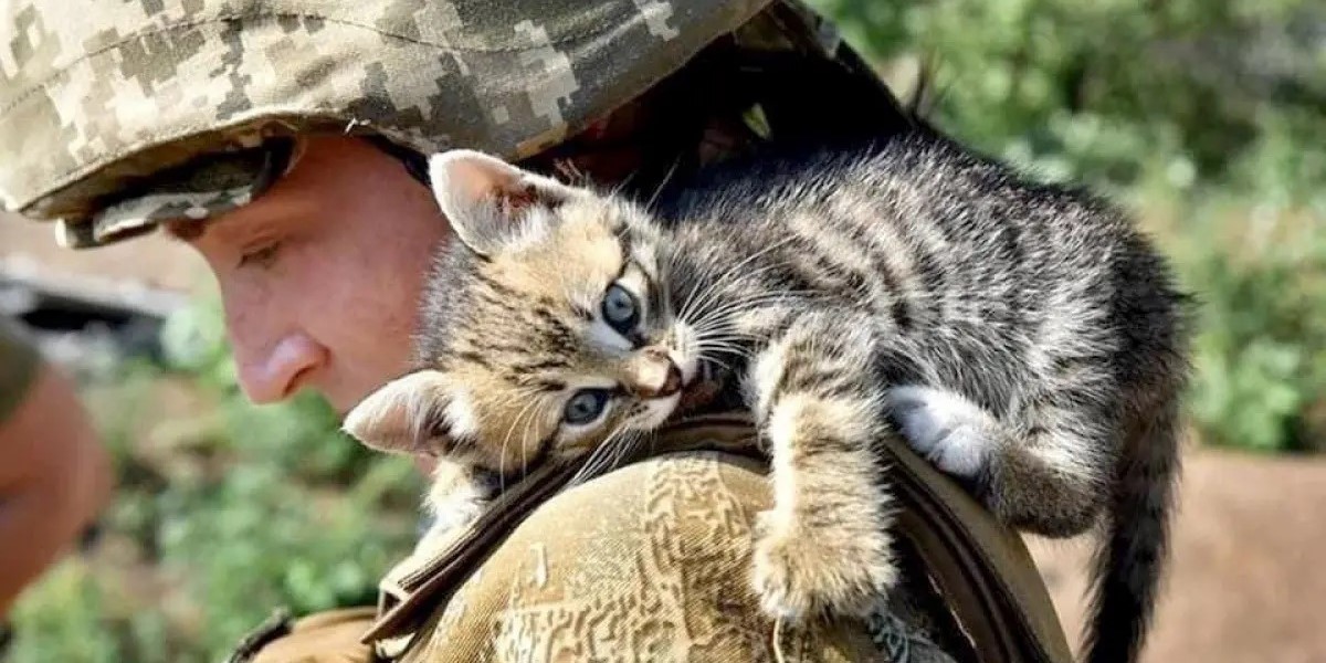 Soldier with kitten on his shoulder